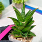 Sansevieria Asancaya (#H11) | Imported Plants | Rare Hybrid Species