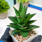 Sansevieria Asancaya (#H11) | Imported Plants | Rare Hybrid Species