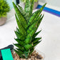 Sansevieria Keshya (#H12) | Imported Plants | Rare Hybrid Species