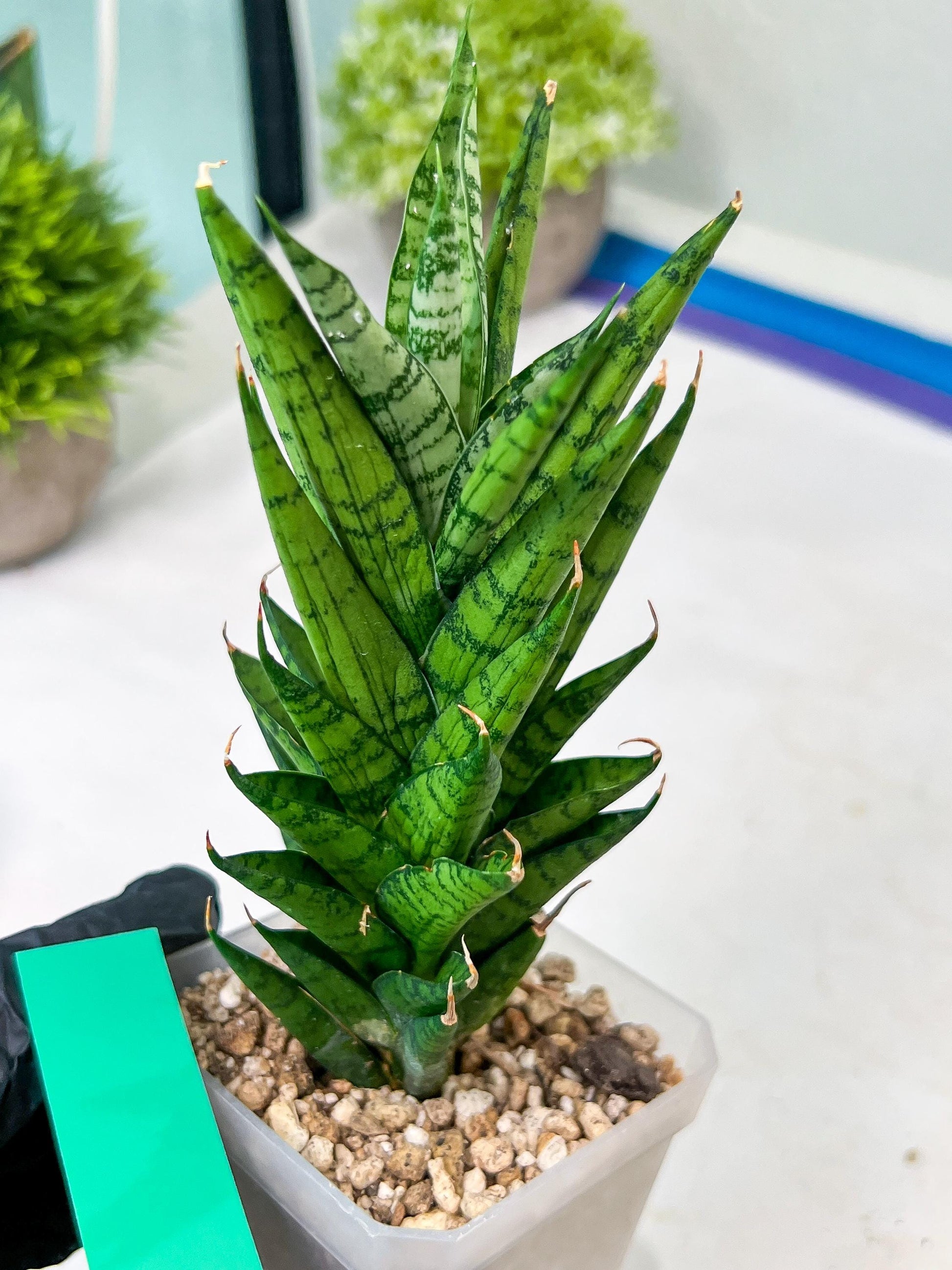 Sansevieria Keshya (#H12) | Imported Plants | Rare Hybrid Species