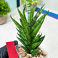 Sansevieria Keshya (#H12) | Imported Plants | Rare Hybrid Species