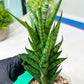Sansevieria Keshya (#H12) | Imported Plants | Rare Hybrid Species