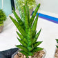 Sansevieria Keshya (#H12) | Imported Plants | Rare Hybrid Species