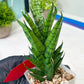 Sansevieria Keshya (#H12) | Imported Plants | Rare Hybrid Species
