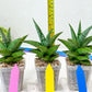 Sansevieria Liwa (H14) | Imported Plants | Rare Hybrid Species