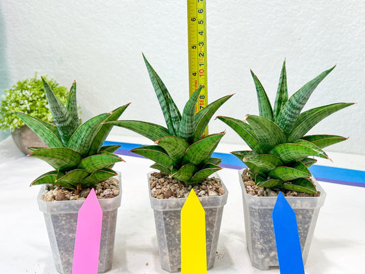 Sansevieria Liwa (H14) | Imported Plants | Rare Hybrid Species