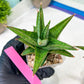 Sansevieria Liwa (H14) | Imported Plants | Rare Hybrid Species