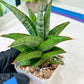 Sansevieria Liwa (H14) | Imported Plants | Rare Hybrid Species