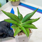 Sansevieria Robo (#H15) | Imported Plants | Rare Hybrid Species