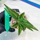 Sansevieria Robo (#H15) | Imported Plants | Rare Hybrid Species
