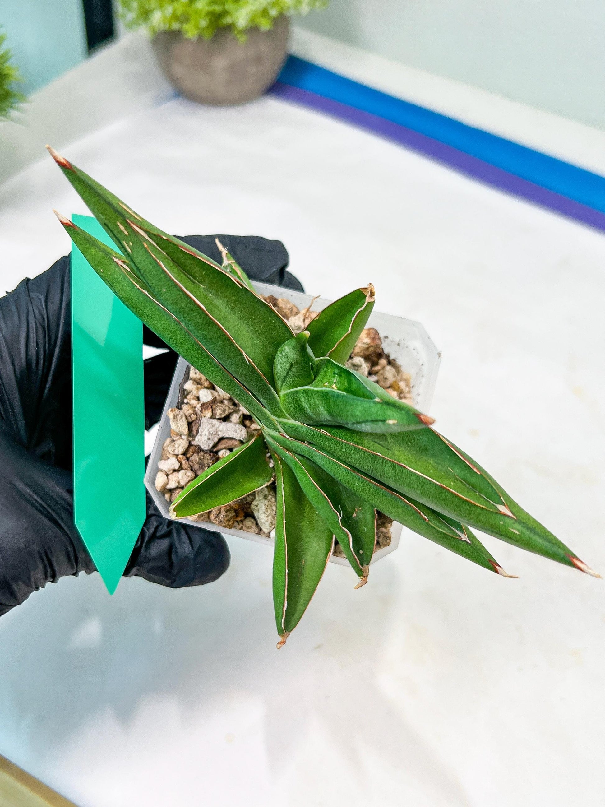 Sansevieria Robo (#H15) | Imported Plants | Rare Hybrid Species