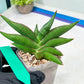 Sansevieria Robo (#H15) | Imported Plants | Rare Hybrid Species