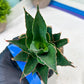 Sansevieria Marlena (H18) | Imported Plants | Rare Hybrid Species