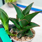 Sansevieria Marlena (H18) | Imported Plants | Rare Hybrid Species