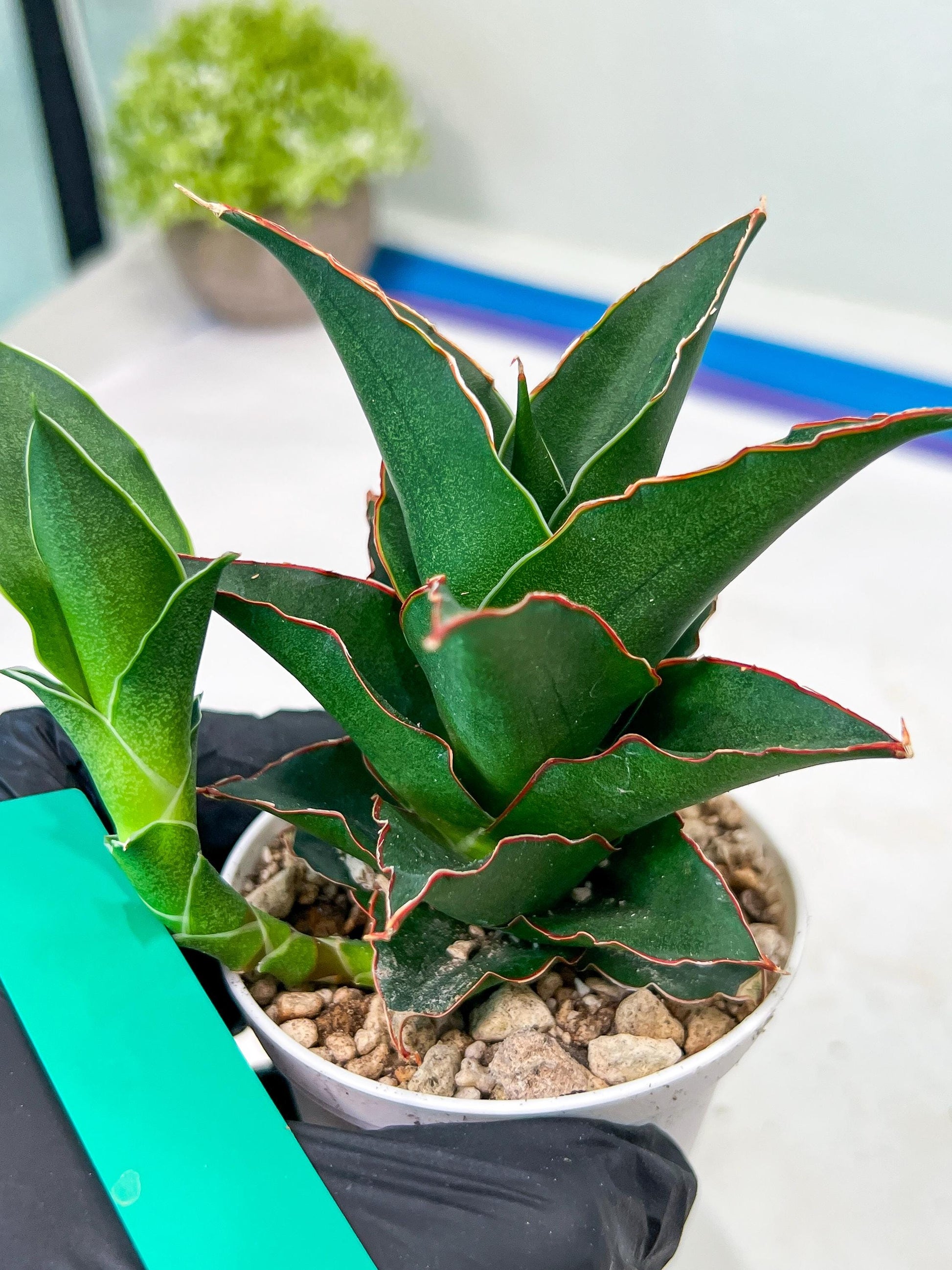 Sansevieria Marlena (H18) | Imported Plants | Rare Hybrid Species