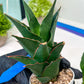 Sansevieria Marlena (H18) | Imported Plants | Rare Hybrid Species