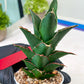 Sansevieria Marlena (H18) | Imported Plants | Rare Hybrid Species