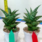 Sansevieria Teletubbies (H19) | Imported Plants