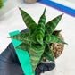 Sansevieria Teletubbies (H19) | Imported Plants