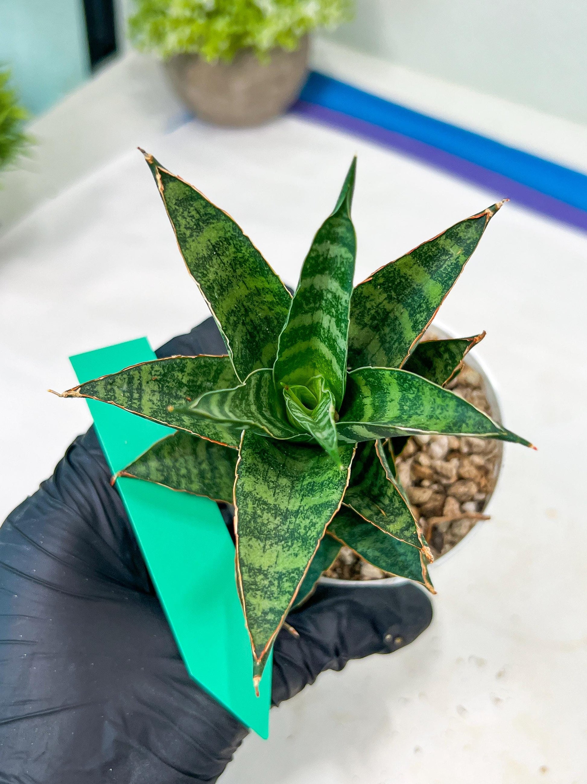 Sansevieria Teletubbies (H19) | Imported Plants
