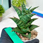 Sansevieria Teletubbies (H19) | Imported Plants