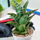 Sansevieria Teletubbies (H19) | Imported Plants