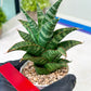 Sansevieria Teletubbies (H19) | Imported Plants