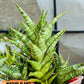 Sansevieria Teletubbies (H19) | Imported Plants