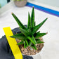 Sansevieria Tesya (H20) | Imported Plants | Rare Hybrid Species