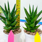Sansevieria Tesya (H20) | Imported Plants | Rare Hybrid Species