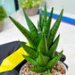 Sansevieria Tesya (H20) | Imported Plants | Rare Hybrid Species