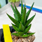 Sansevieria Tesya (H20) | Imported Plants | Rare Hybrid Species