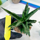 Sansevieria Makayai Frosty (H21) | Imported Plants