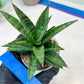 Sansevieria Makayai Frosty (H21) | Imported Plants | Rare Hybrid Species