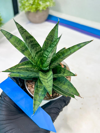 Sansevieria Makayai Frosty (H21) | Imported Plants