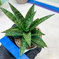 Sansevieria Makayai Frosty (H21) | Imported Plants
