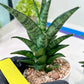 Sansevieria Makayai Frosty (H21) | Imported Plants