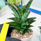 Sansevieria Makayai Frosty (H21) | Imported Plants