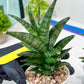Sansevieria Makayai Frosty (H21) | Imported Plants