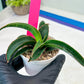 Sansevieria Aethiopica (#H22) | Imported Snake Plants