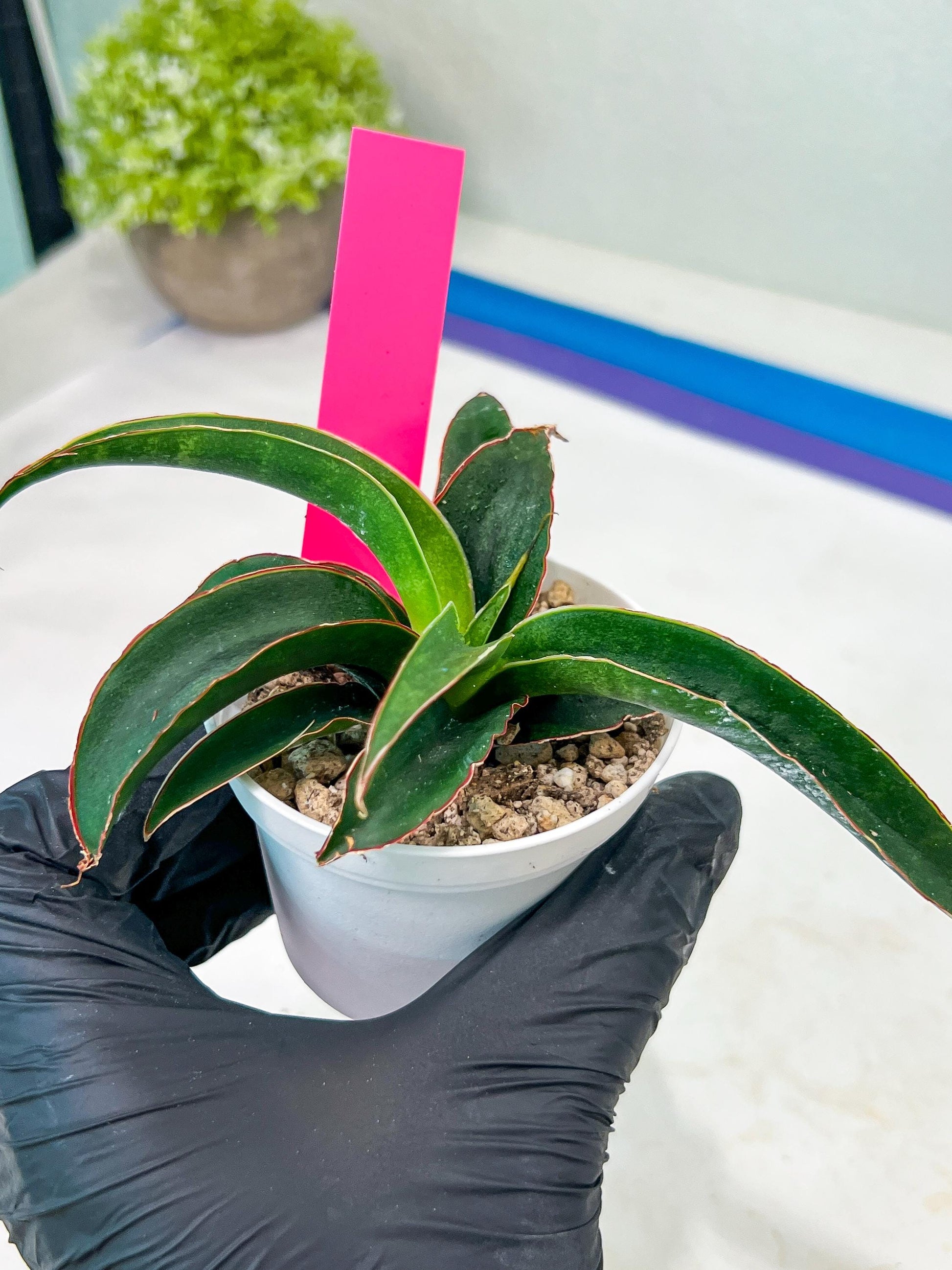 Sansevieria Aethiopica (#H22) | Imported Snake Plants