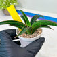 Sansevieria Aethiopica (#H22) | Imported Snake Plants