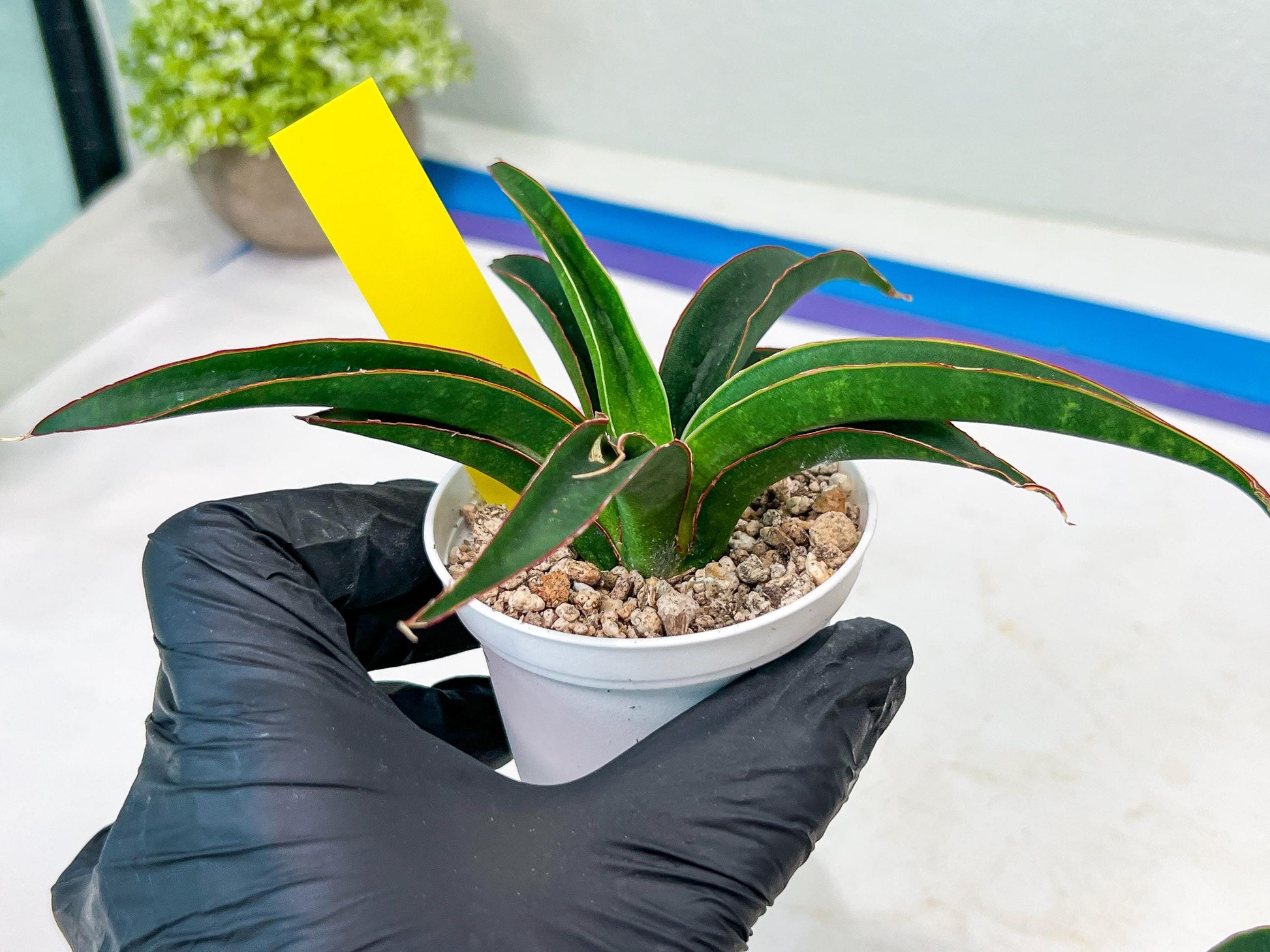 Sansevieria Aethiopica (#H22) | Imported Snake Plants