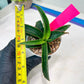 Sansevieria Aethiopica (#H22) | Imported Snake Plants