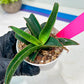 Sansevieria Aethiopica (#H22) | Imported Snake Plants