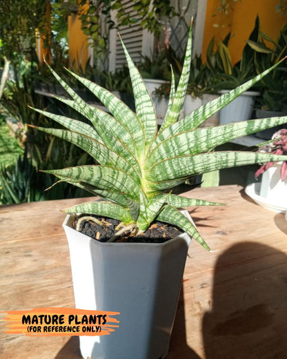 Sansevieria AFF Sindoro (H23) | Imported Hybrids