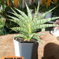 Sansevieria AFF Sindoro (H23) | Imported Hybrids