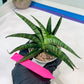 Sansevieria AFF Sindoro (H23) | Imported Hybrids
