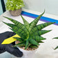 Sansevieria AFF Sindoro (H23) | Imported Hybrids