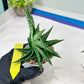 Sansevieria AFF Sindoro (H23) | Imported Hybrids